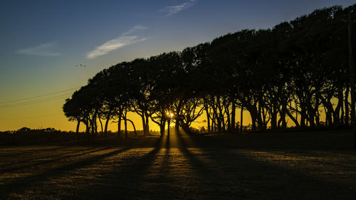 Silhouette trees on landscape against sky at sunset