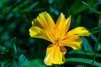 Close-up of yellow flowering plant