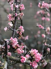 Close-up of pink cherry blossoms in spring