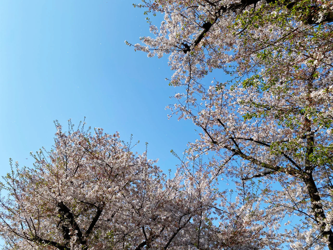 LOW ANGLE VIEW OF CHERRY BLOSSOM AGAINST CLEAR BLUE SKY