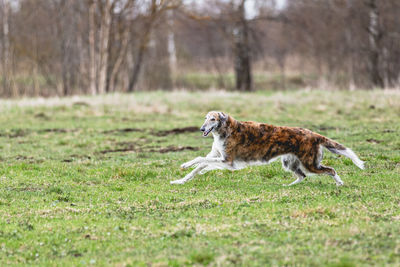 Portrait of a dog on field