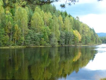 Scenic view of lake by trees in forest