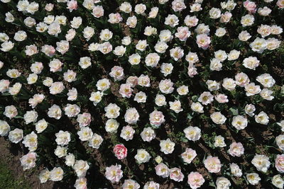 High angle view of white flowering plants