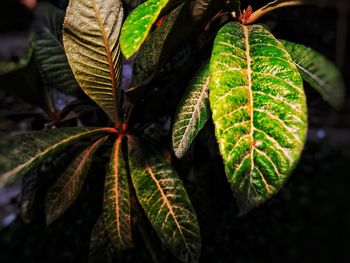 Close-up of maple leaves