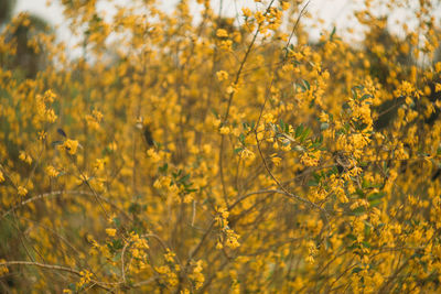 Close-up of yellow flowering plants on field