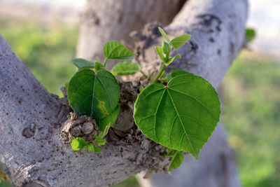 Close-up of leaves