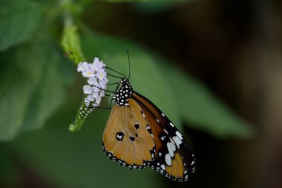 Butterfly on bloom - kleiner monarch