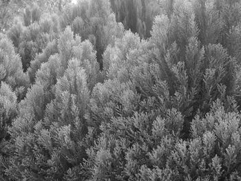 High angle view of pine trees in forest during winter