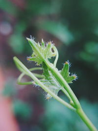 Close-up of plant