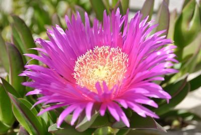 Close-up of pink flower