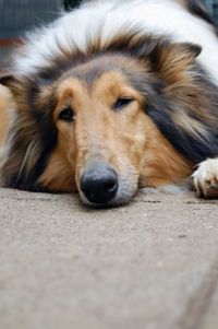 Close-up portrait of rough collie lying down