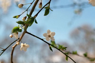 Close-up of white flowers