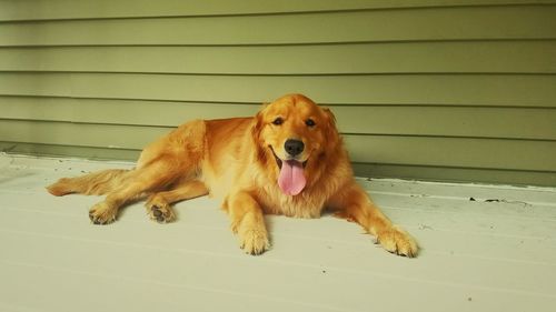 Portrait of dog sitting on floor