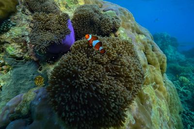 View of coral in sea