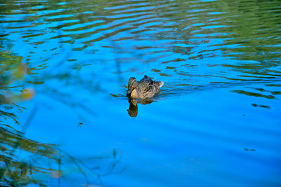 High angle view of bird flying over lake