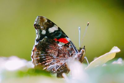 Close-up of butterfly pollinating on flower