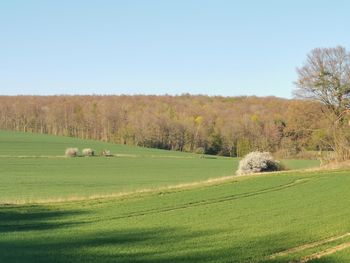 Scenic view of field against clear sky