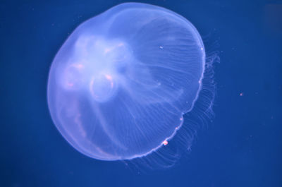 Jellyfish swimming in sea