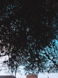 Low angle view of silhouette trees against clear sky