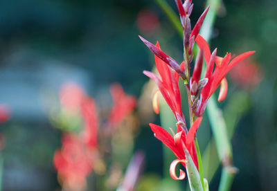 Close-up of red flowering plant