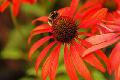 Close-up of bee on red flower