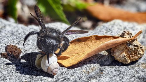 Close-up of insect on rock