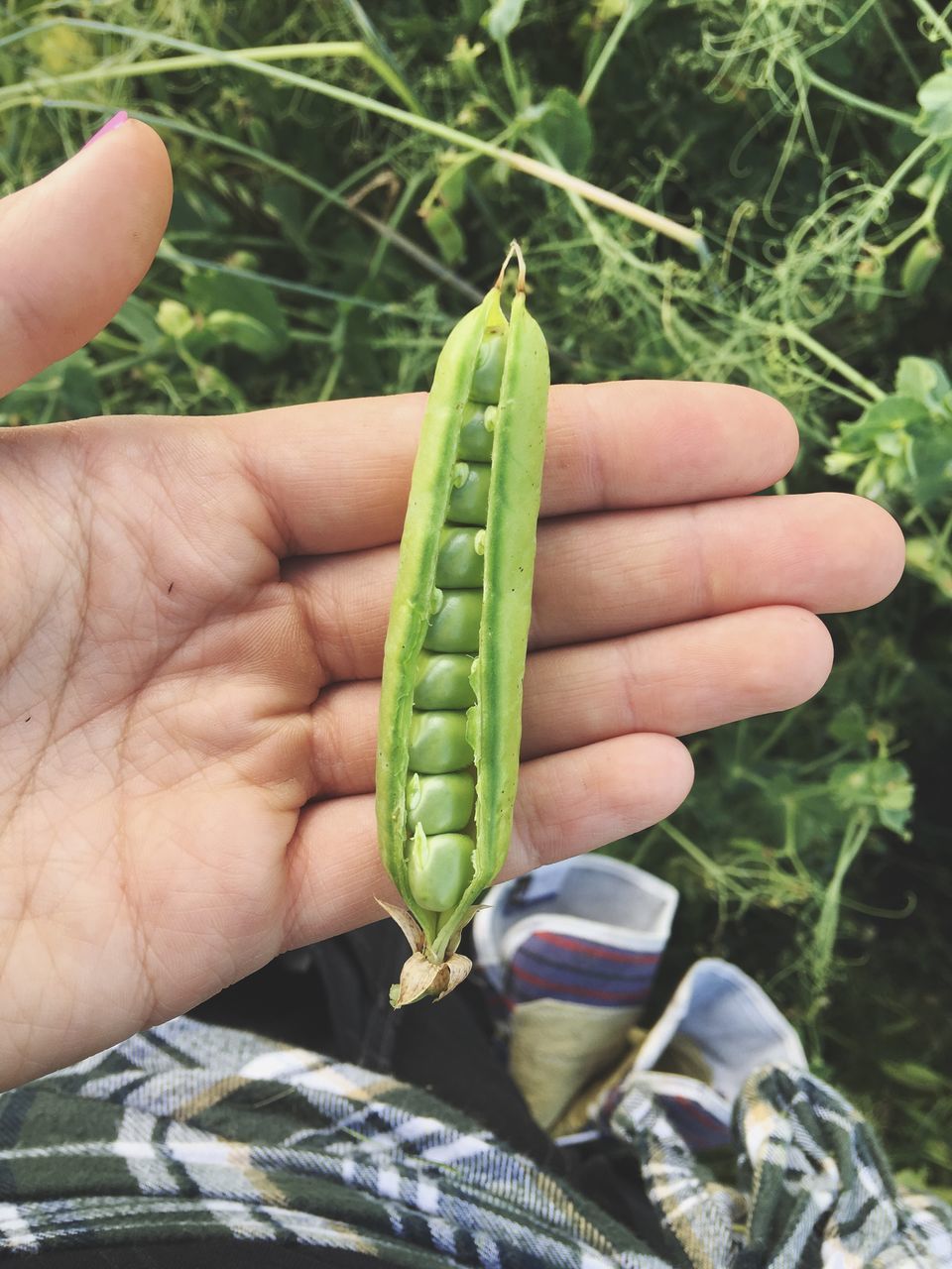 person, holding, part of, human finger, cropped, close-up, unrecognizable person, green color, focus on foreground, personal perspective, lifestyles, leisure activity, outdoors, day, nature, detail, green, selective focus