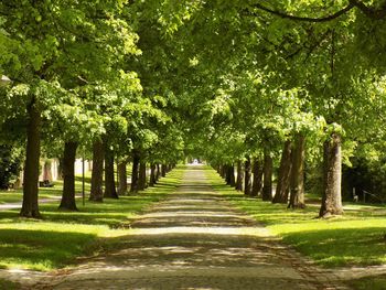 View of trees on landscape