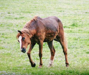 Horse in a field