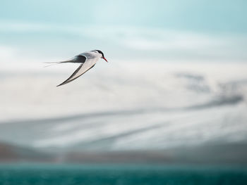 Bird flying over sea against snowcapped mountains