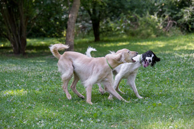 Two dogs on grass