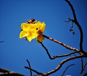 Low angle view of bee on yellow flower