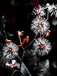 High angle view of wilted flowering plant