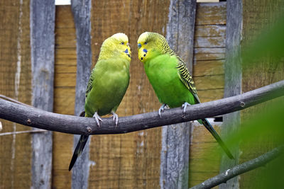 Close-up of parrot perching on wood