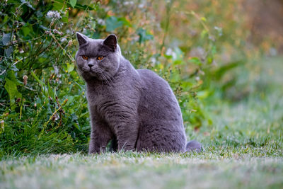 Cat looking away on field