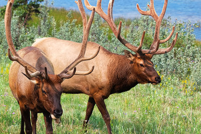 Portraits of two large bull elks by water.