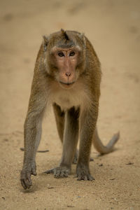 Long-tailed macaque walks on sand lifting paw