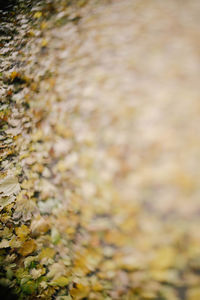 Full frame shot of dry autumn leaves