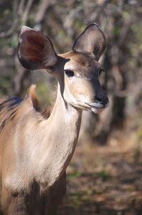 Close-up of deer