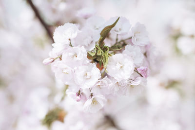 Close-up of white cherry blossom plant