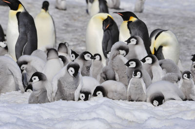 View of birds in snow