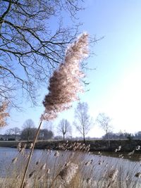 Bare trees against clear sky during winter