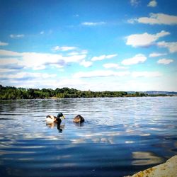 Ducks swimming in lake