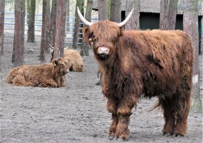 Highland cattle standing in a horse