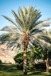 Low angle view of palm tree against sky