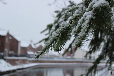 Close-up of snow on branch against house in winter