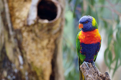 Close-up of parrot perching on tree