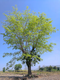 Tree on field against clear sky