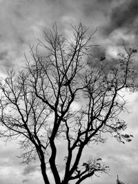 Low angle view of bare tree against sky