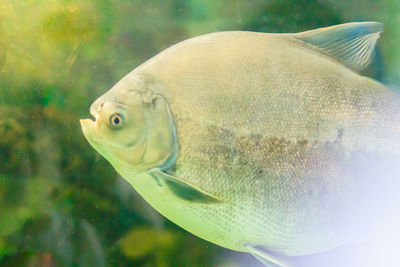 Close-up of fish swimming in sea